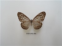 藏品(絹斑蝶)的圖片